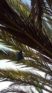 السحر المعلق في الهواء